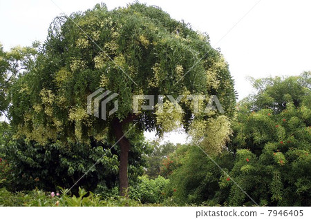 Flower of the fern shoots which started to bloom 7946405