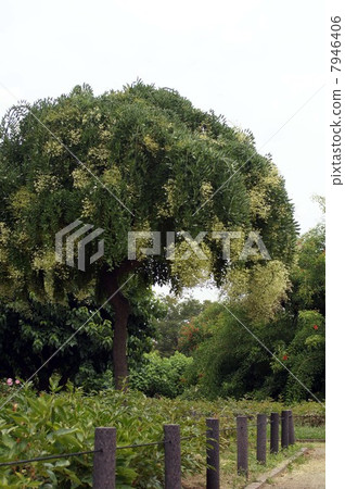 蕨類植物的花開始綻放 蕨類植物的花開始綻放 7946406