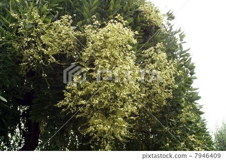 Flower of the fern shoots which started to bloom 7946409