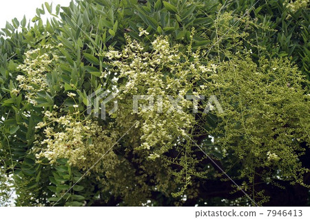 蕨類植物的花開始綻放 7946413