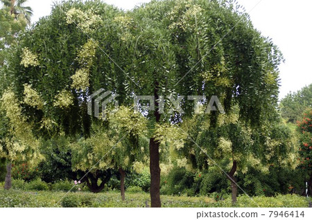 Flower of the fern shoots which started to bloom 7946414