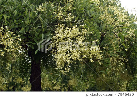 蕨類植物的花開始綻放 蕨類植物的花開始綻放 7946420