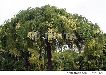 Flower of the fern shoots which started to bloom 7946421