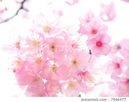 Cherry Blossoms Cherry Blossoms 7946477
