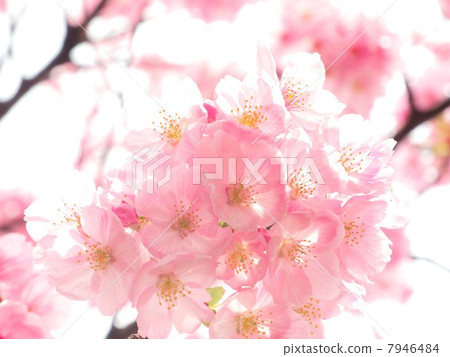Cherry Blossoms Cherry Blossoms 7946484
