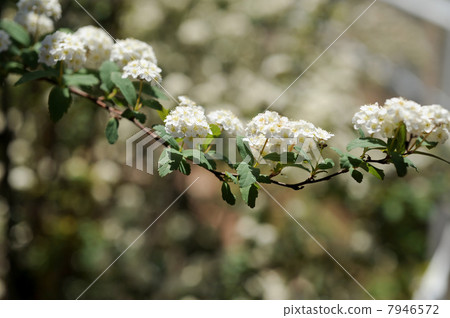 Kodemari Flower 7946572