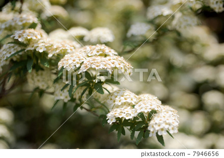 Kodemari Flower 7946656