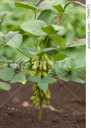 毛豆領域 7946671