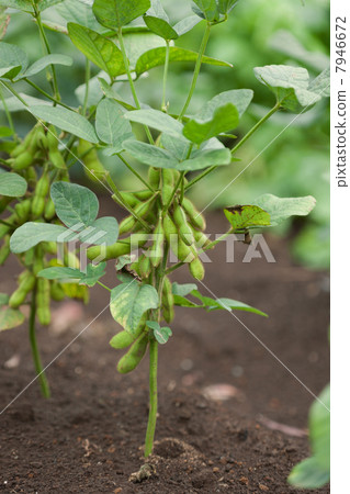 毛豆領域 7946672