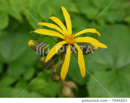 Marubadakekabuki 7946803