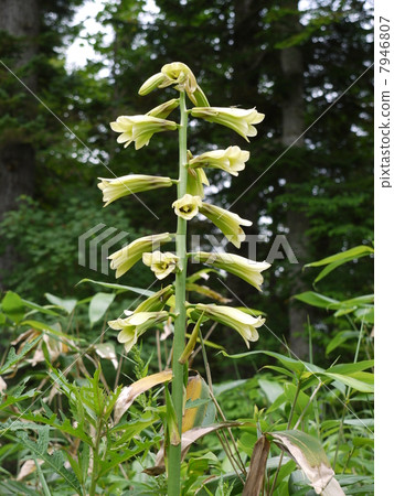 莉莉奧雷巴 7946807