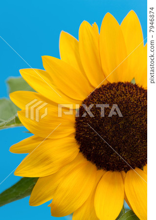 向日葵花演播室攝影 向日葵花演播室攝影 7946874