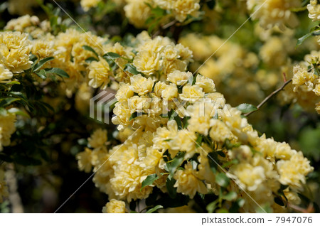 Flower of mockybara Flower of mockybara 7947076