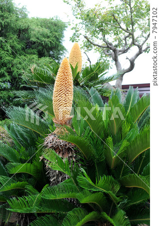 Strange male flowers 7947102