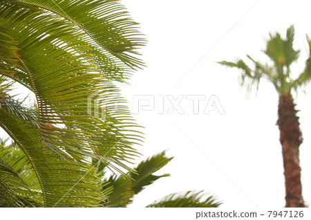 Cycads Cycads 7947126