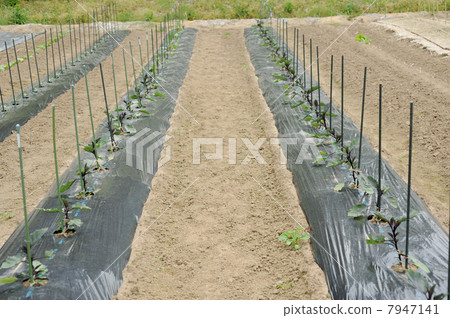 茄子領域 7947141