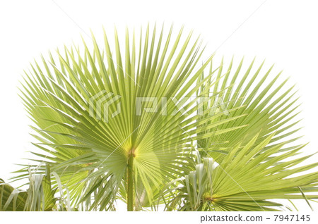 Washington palm 7947145