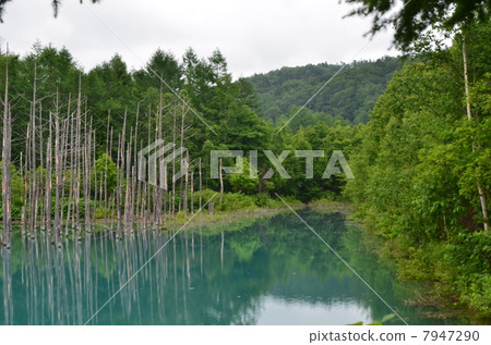 美瑛·藍池塘 美瑛·藍池塘 7947290