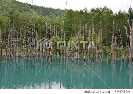 Biei · Blue Pond Biei · Blue Pond 7947294