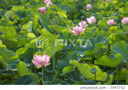 Lotus Lotus 7947732