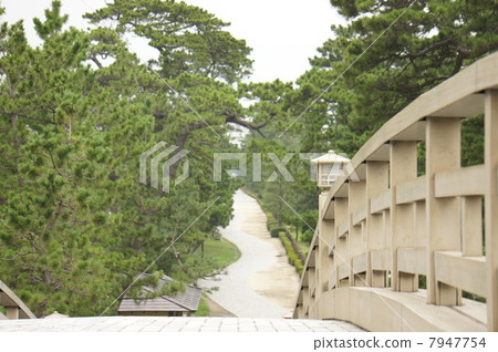 Pine trees 7947754