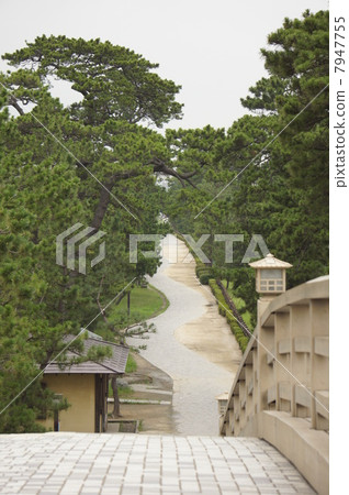 Pine trees Pine trees 7947755