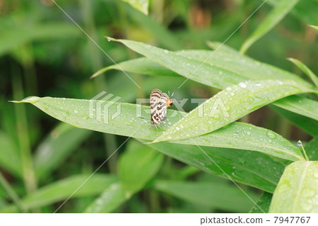 Madara ruri swallow 7947767