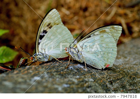 National butterfly Omurasaki 7947818