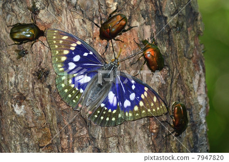 National butterfly Omurasaki National butterfly Omurasaki 7947820