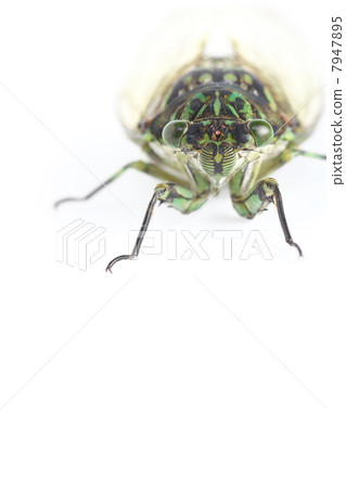 明敏半 明敏半 7947895