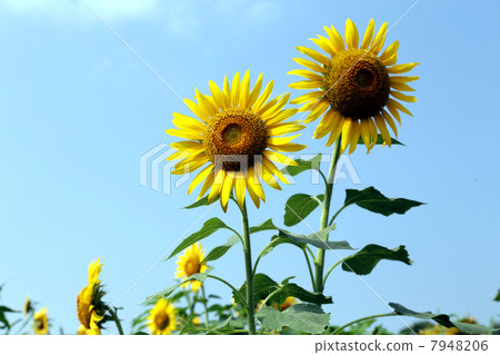 藍天和向日葵花 7948206