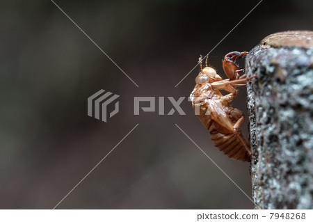 Abra Zemi摘要 7948268