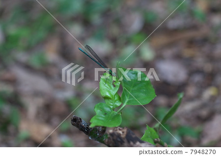 Asahina kawatombo Asahina kawatombo 7948270