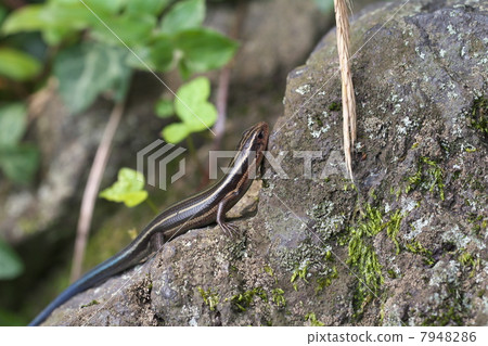 Japanese lizard 7948286