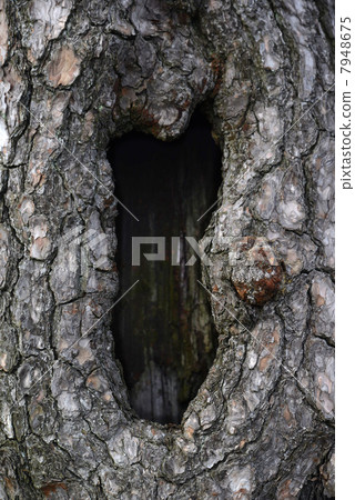 Tree sinus 7948675