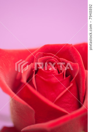 Roses Roses 7948892