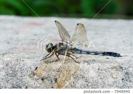 Shiokaratombo Shiokaratombo 7948940