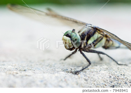 Shiokaratombo Shiokaratombo 7948941