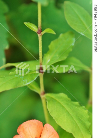 Takayama's flower · Brown node from the name of Fusiguroganenow · Horizontal position 7948983