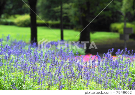 August Flower Blue Salvia / Labiaceae 44 7949062
