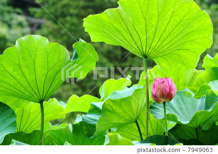 August flower lotus lotus 213 7949063