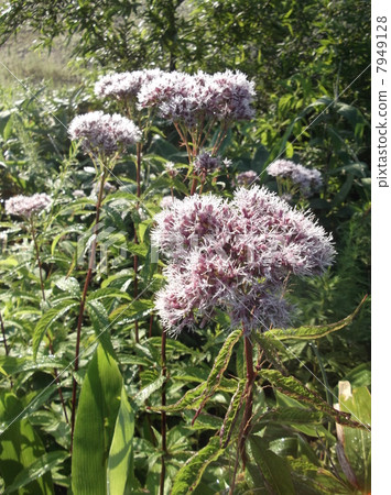 Yellowtuba眼睛發光在早晨露水 7949128