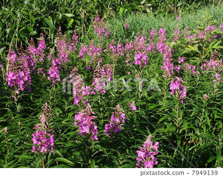 Yanagiran著色夏季斜坡 7949139