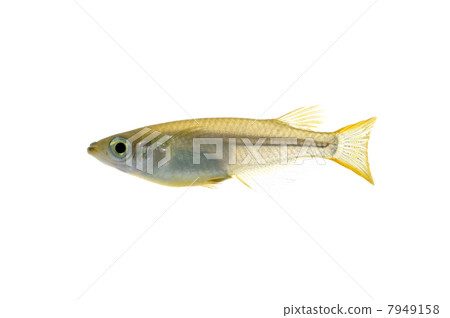 Medaka Medaka 7949158