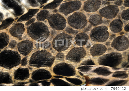 Pleco模式 Pleco模式 7949412