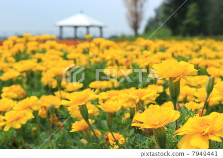 Flower garden 7949441