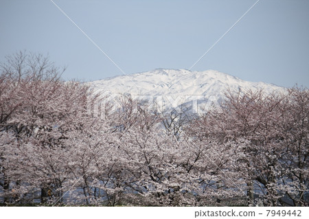 Snowy Mountain and Sakura 7949442