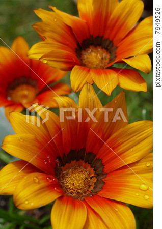 Gerbera (Orange) 7949526