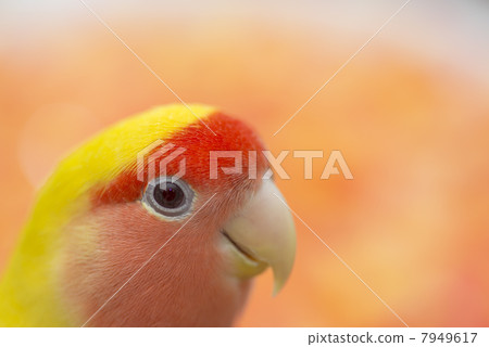 Kozaku Rinko 7949617