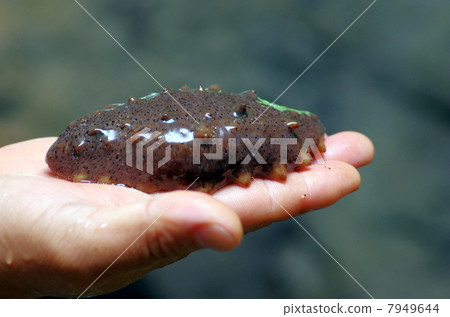 sea cucumber 7949644